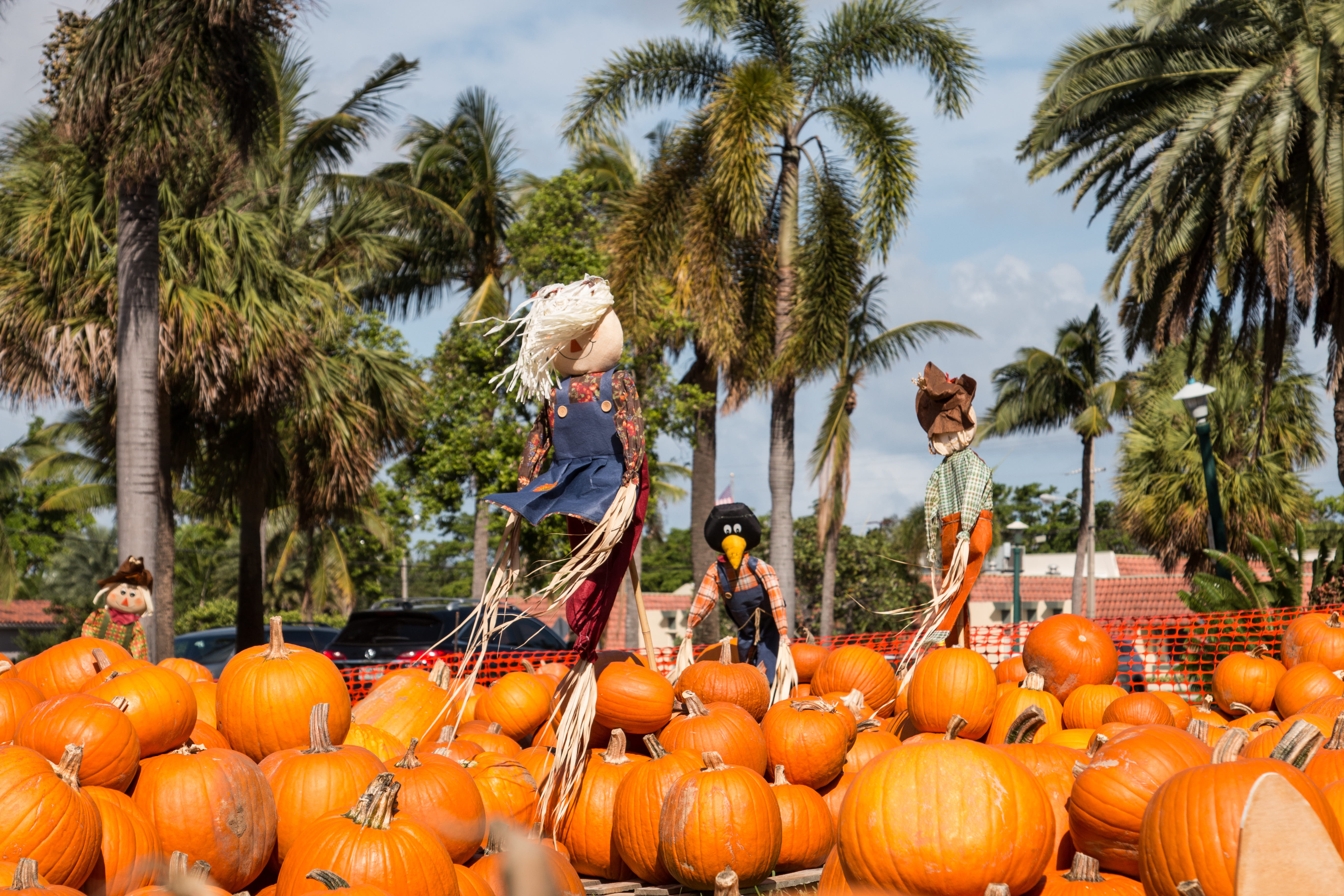 halloween pumpkins in florida